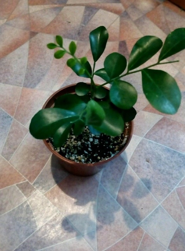 Комнатное Растение Мурайя Фото