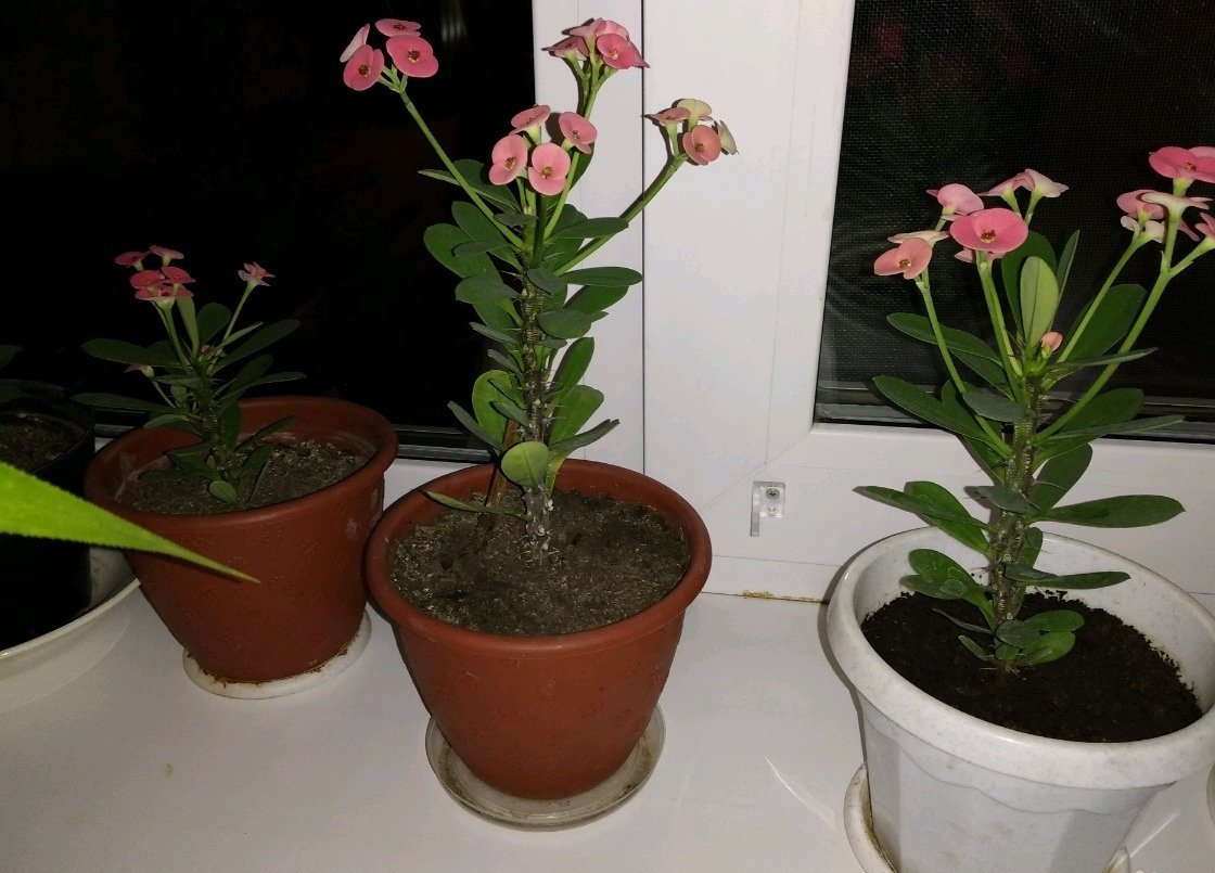 Комнатные Цветы Оренбург Купить Выписать