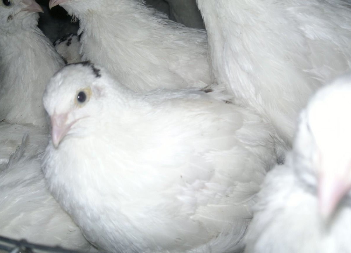 Тюль дождь 500*260 с утяжелителем белый. Белый утяжеленный. Белая вуаль. Белый утяжеленный. Тюль вуаль 300*260 белый с утяжелителем (1)(обр).