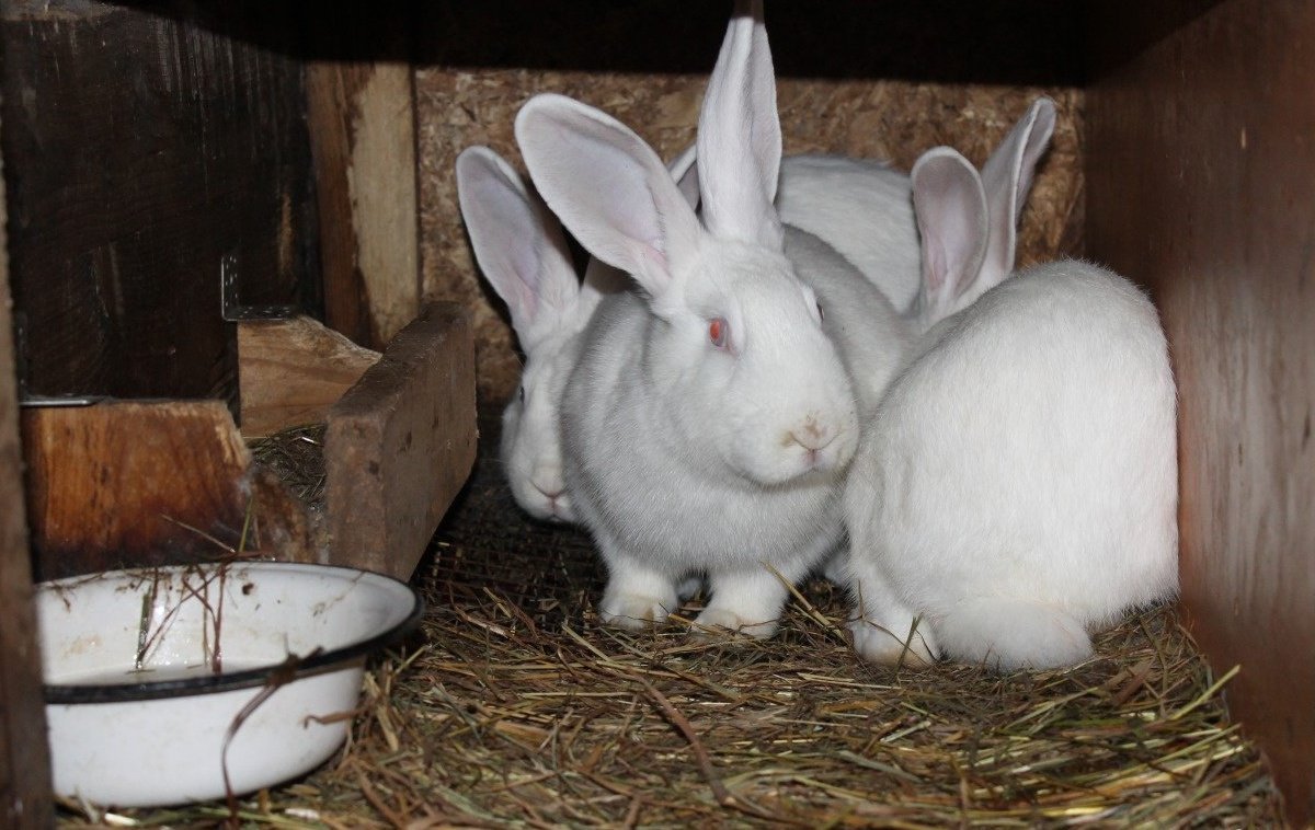 Купить Кроликов В Красногорском Районе