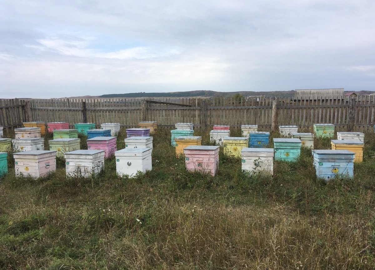 Купить Пчел В Донецке Днр