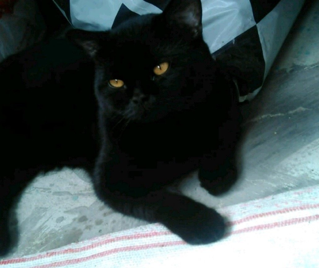 Черный кот шотландец прямоухий фото