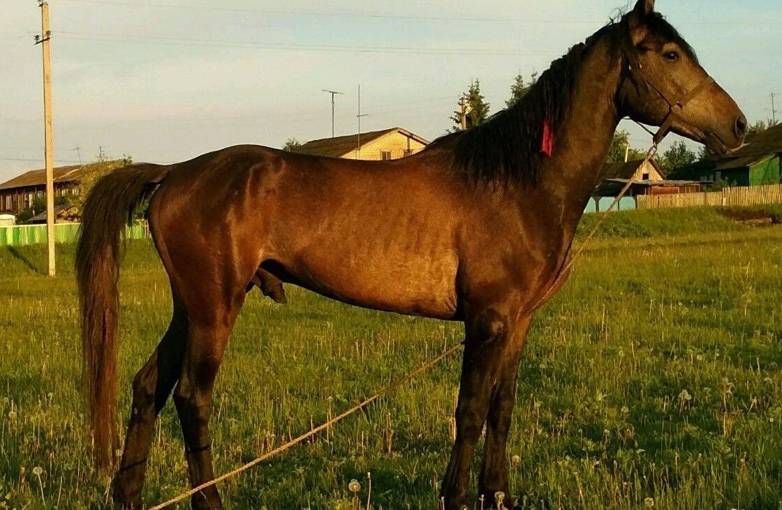 Лошади продажа ростовская. Продаются лошади. Орловский рысак коричневый. Продается конь.