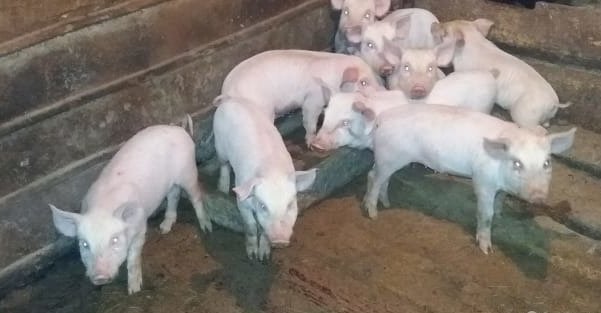 Волгоградские свиньи. Поросята в Аксубаеве. Купить поросят в Кумылженском районе Волгоградской области на авито.
