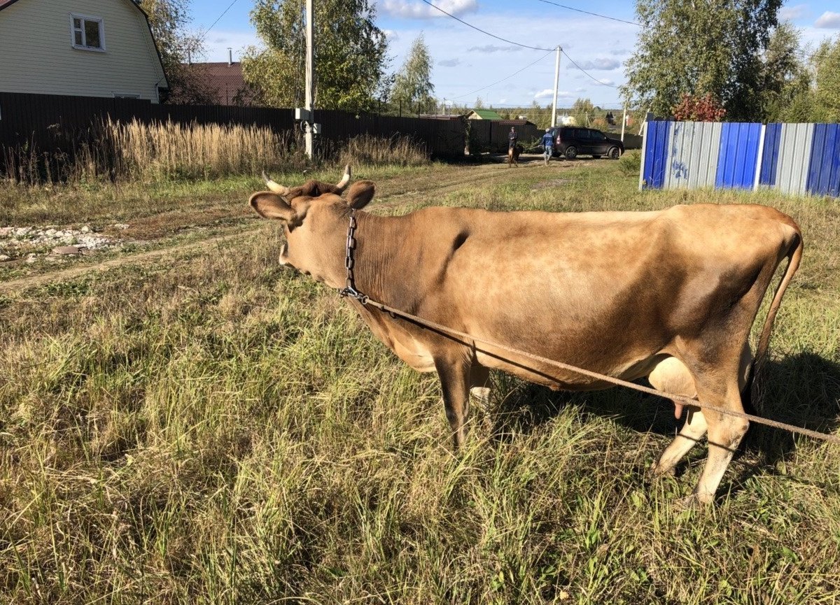 Купить корову в московской