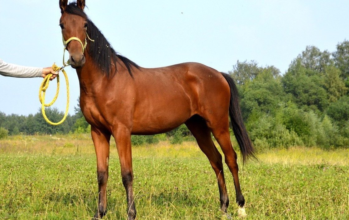 Продажа лошадей московской. Ганноверская лошадь. Лошадь в сельском хозяйстве. Тренинг молодой лошади. Купава полукровная лошадь.