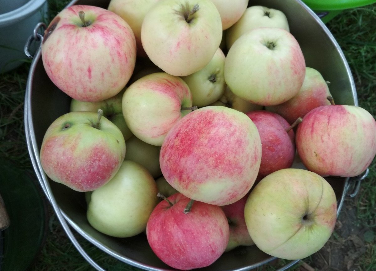Сколько стоит яблоня. Яблоки дачные. Яблоки дачные и покупные. История сорта яблок Ковровое. Волжские сады яблоки цена за килограмм.