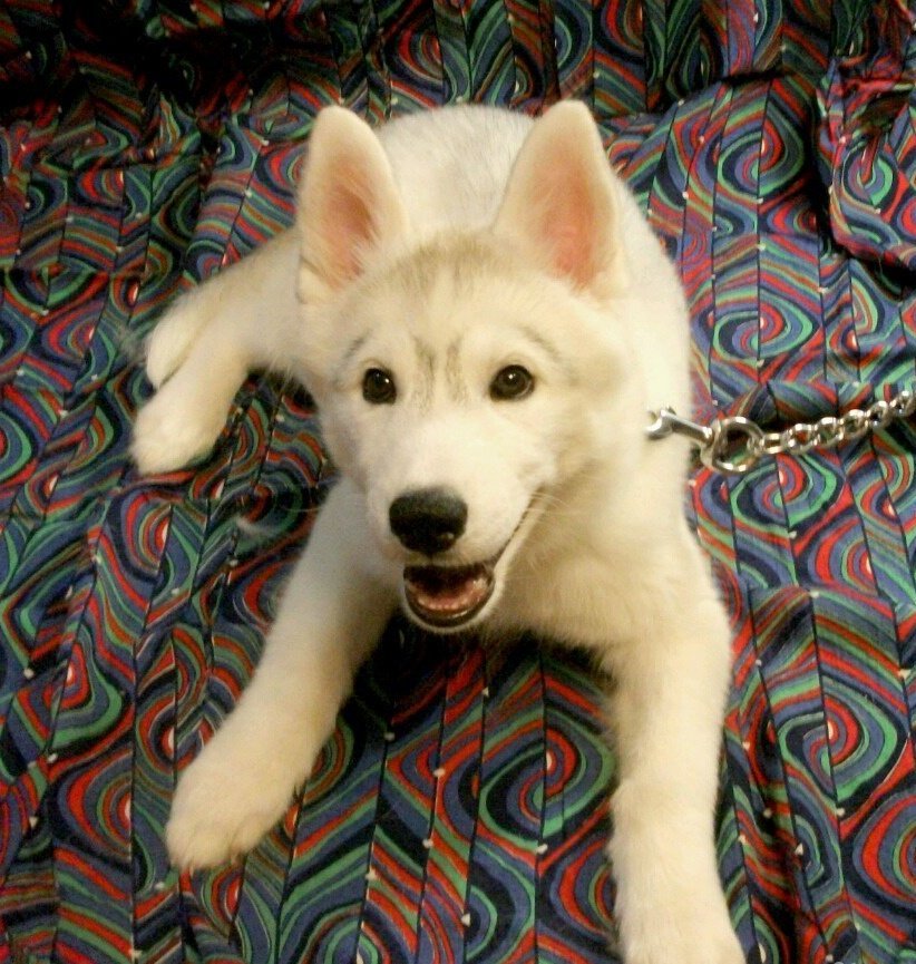 Собака на авито. Кимовск авито собаки в добрые руки. Pitt. Собака в добрые руки. Собака на авито.