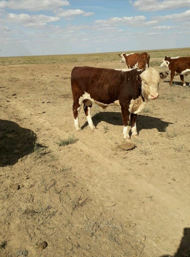 Где Купить Бычка Породы Белоголовая Недорого