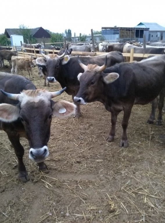 Купить Корову Швицкой Породы В Свердловской Области