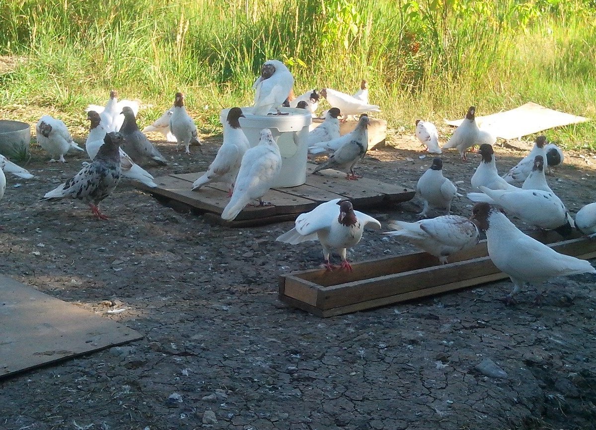 голуби самары