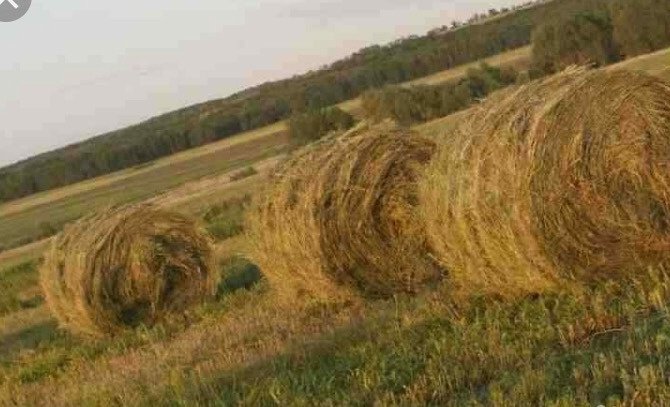 Купить Сено В Воронежской Области В Хохле