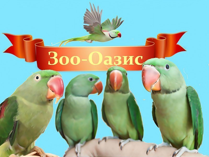 Продам птицу в Москве, александрийских попугаев птенцов и молодых птиц, Большой