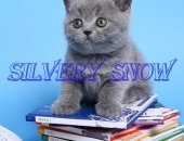 Московский питомник британских кошек Silvery Snow предлагает британских котят