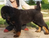 Продам домашние животные в Москве, Продаю щенков Тибетского мастифа, Китайский