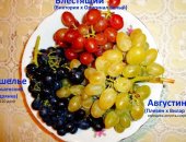 Продам семена в Орле, Виноград саженцы - Саженцы винограда с закрытой корневой
