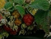 Продам семена в Крымске, Саженцы малины Малина сладкая, Плодоносит все лето и