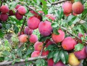 Продам семена в Липецке, Саженцы плодовых растений Сорта: Яблоня однолетки