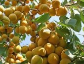 Продам семена в Димитровграде, районнированные саженцы абрикоса районированные