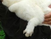 Продам заяца в Кармаскалы, Отличные калифорнийские кролики для разведения