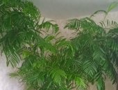 Продам комнатное растение в Кемерове, Пальма хамедорея Пальма выше 2 метров