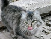 Продам кошку, самка в Омске, Кошечка Ищем дом ласковой кошечки, года 2-3, очень