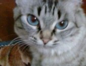 Продам кошку, самец в Томске, Котенок Отдам котёнка, в добрые руки! очень