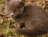 Продам кошку, самец в Томске, Деревенские котята Отдадим котят