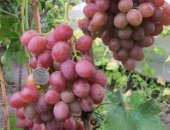 Продам семена в Богучаре, Саженцы винограда оптом и в розницу черенки и саженцы