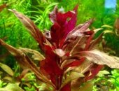 Продам в Москве, Аквариумные растения доставка Купить Растения для аквариума 1