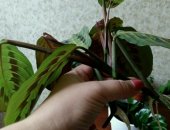 Продам комнатное растение в Оренбурге, Маранта триколор черенки Черенки маранты