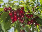 Продам семена в Джанкое, Саженцы плодовых деревьев Предприятие заключает