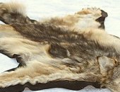 Продам трофеи в Калининграде, Чучело волка продается чучело волка ковер Цена