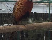 Продам с х птицу в Брянске, Фазан, цыплята фазана Фазан обыкновенный охотничий