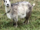 Продам козу в Белгороде, Продаётся коза вторым окотом и козлята, Биросовский