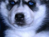Продам собаку сибирская хаски в Пензе, Шикарные щенки хаски РКФ Очень красивые