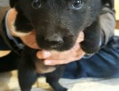 Продам собаку, самец в Батайске, Щенки, Окрасы: черный, черный с белой грудкой