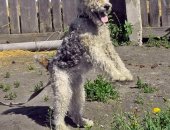 Продам собаку фокстерьер, самка в Исетском, Жесткошерстный Девочка 4 года