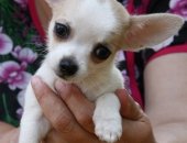 Продам собаку чихуахуа, самец в Самаре, Продаются мальчики - стандартный и мини