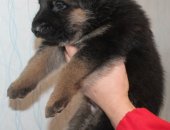 Продам собаку немецкая овчарка в Россоши, Немецкая овчарка Продаются щенки