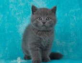 Продам шотландская, самец в Санкт-Петербурге, Продаются Шотландские котята
