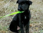 Продам собаку, самец в Тольятти, Собака в добрые руки, Возраст около 3 месяцев