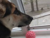 Продам собаку восточноевропейская овчарка в Саратове, Собака Гира, Предлагается