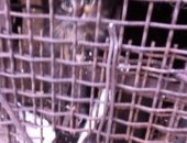 Продам кошку, самец в Тольятти, 3 котёнка, Трое бедолаг замерзают на улице