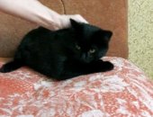 Продам кошку, самец в Новокузнецке, Кот в добрые руки, Красивый, добрый, умный