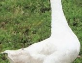 Продам с х птицу в Шуе, Гуси, гусей порода линда годовалые 1500 р