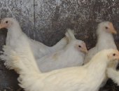Продам птицу в Ярославле, Молодки, белых молодок яичной породы возрост 120 дней