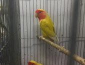 Продам птицу в Волгограде, Попугай Неразлучник, Самки возрас6-7месяцев