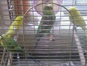 Продам птицу в Хвастовичах, Волнистые попугайчики