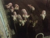 Продам свинью в Ставрополе, Продаю поросят 2-ух месячных, Поросята активные